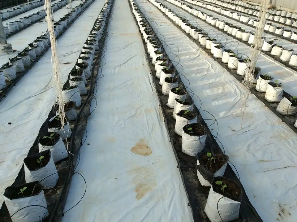 2019 Arrow Dripper Emitter Irrigation Dripper Water Garden Micro Drip