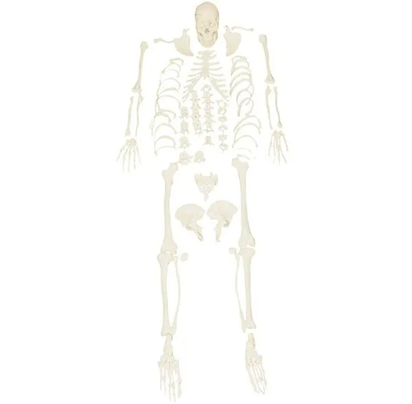 H 111003 Medical Human Anatomical Skeleton Model 85cm For Training
