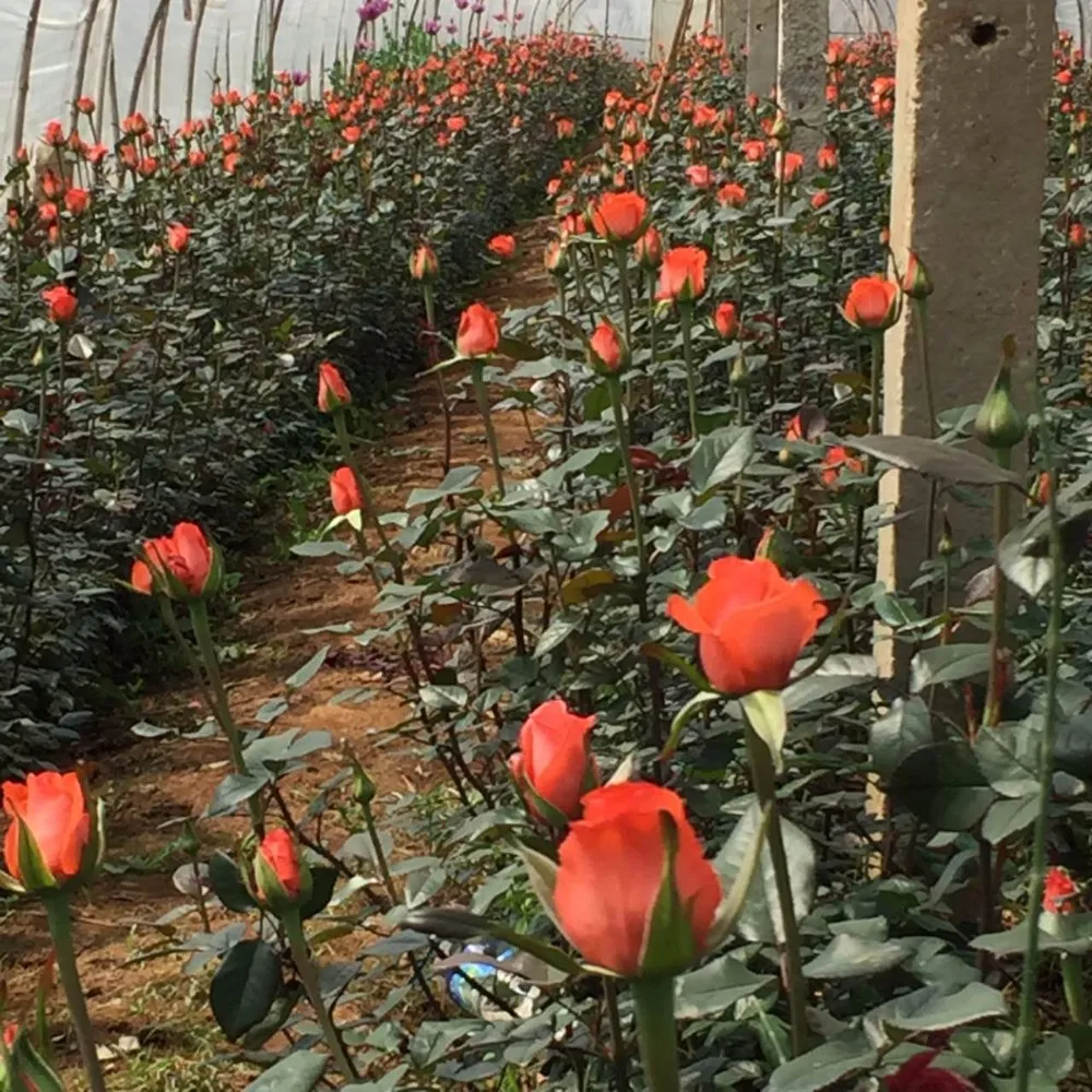 High Quality Green Carnation Buy Green Carnation,Fresh Cut Flowers