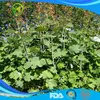 Macleaya cordata extract cas 112025-60-2