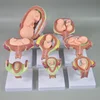 Model of embryonic development,Anatomical Embryonic Development Medical Model Nurse Study Learn