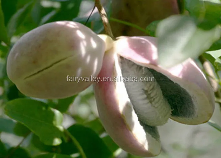 Hot Sale Rare Fruit Tree Seeds For Sale Holboellia latifolia Wall Seeds