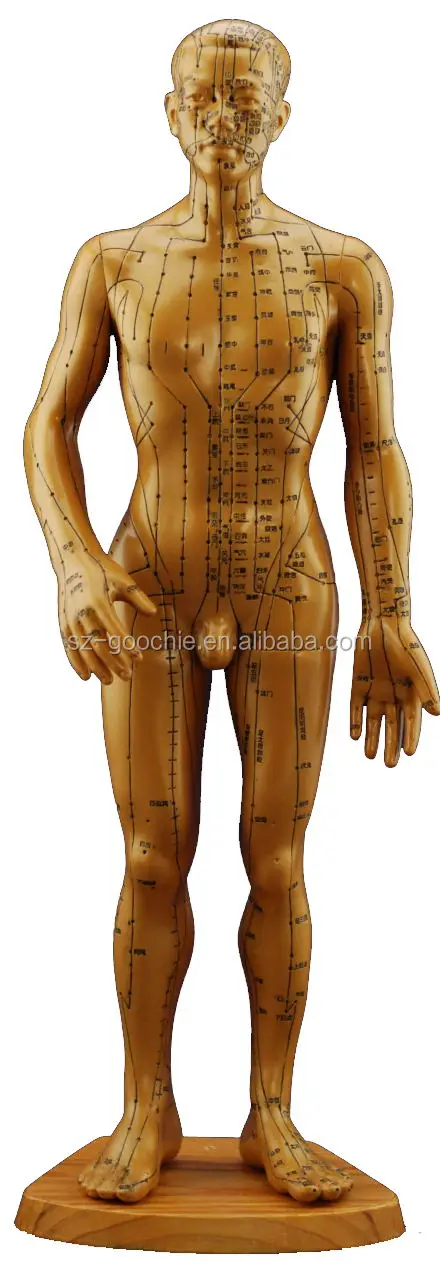 acupuncture human male&female body model