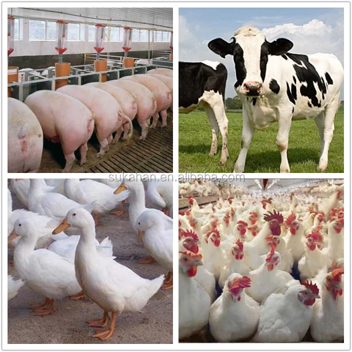 Multi-functional probiotic bacteria - Bacillus subtilis made in China for Animal Drinking Avoid Diarrhea.png