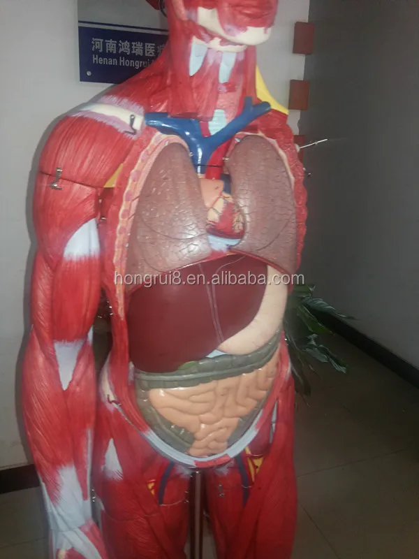 Iso Deluxe Insan Vucudu Anatomisi Modeli Ic Organlar Ile Buy Kas
