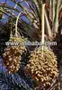 Egyptian Oasis Dates