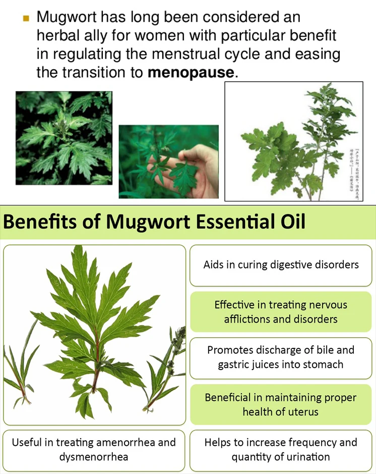 Iso Certificated 100% Pure Natural Mugwort Essential Oil - Buy Mugwort ...