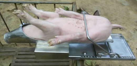 子豚 豚 豚のキャストレーションツール デバイス 機器 キャストレーションツール 0071 Buy ピグレットcastrationツール 豚castrationデバイス 豚castration機器 Product On Alibaba Com