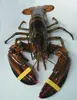 Canada Lobster