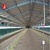 Kenya poultry chicken farm shed with A Type layer poultry battery cages