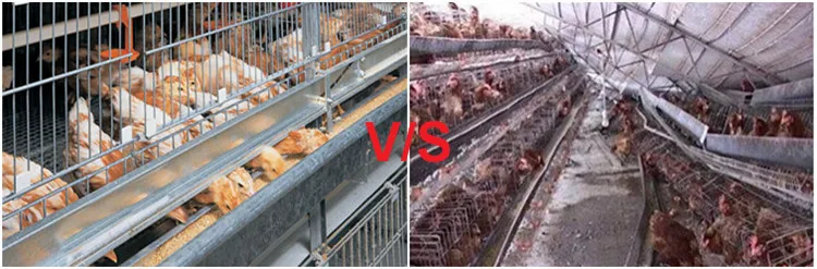 Chiken cage (54)_.jpg