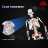 Medical Science two side Muscle Painted Muscle origins (red) and insertions (blue) 85cm Skeleton Model