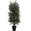 A straight pine tree artificial tree bonsai tree
