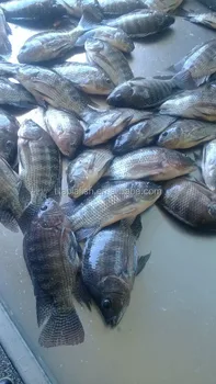 Cheap Tilapia Fingerlings From China Cheap Tilapia Fingerlings From China