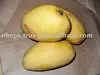 White Chaunsa Mango from Pakistan