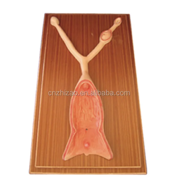 Canine Uterus Dissection Model,Dog Uterus Anatomical Model - Buy Uterus