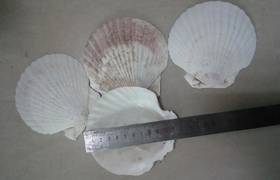 Natural Craft Seashell Dried Scallop Shell In Low Price Buy Dried