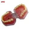 Wholesale dental teaching system dental training model