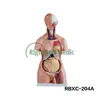 85CM Male Torso 19 Parts