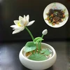 S420 Wan lian Best Selling Products Flower Seeds Small Lotus Seeds
