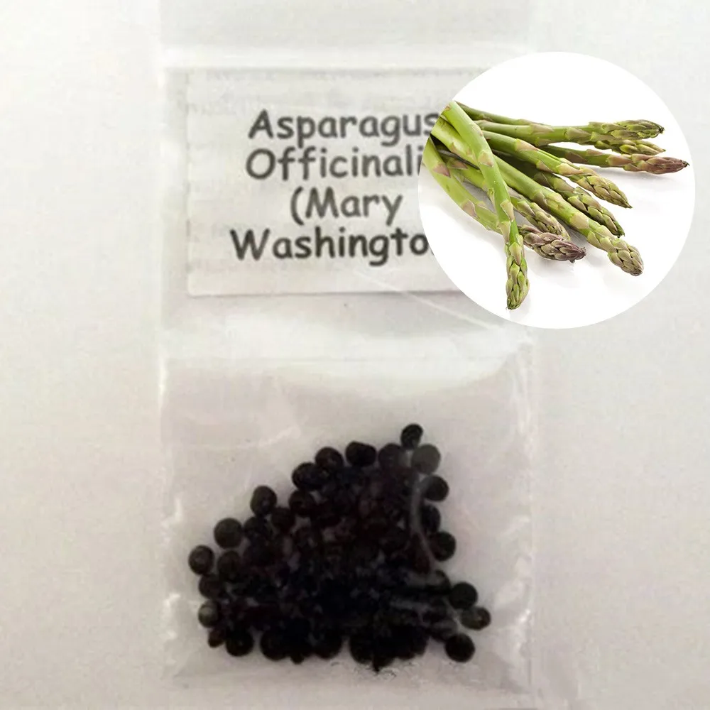 Plant Farm Direct Supply 8inches Fruit Size Asparagus Officinalis