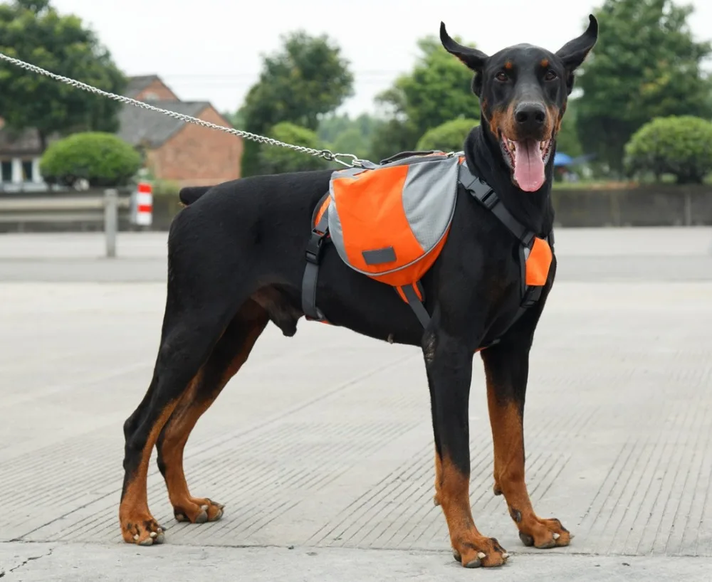 tailup dog backpack