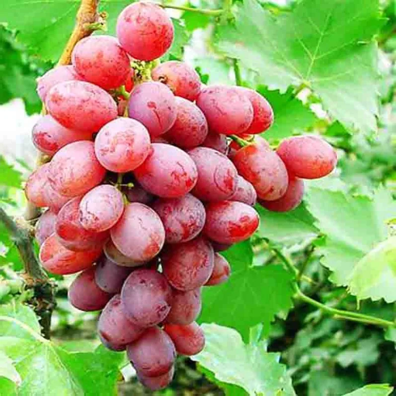Fresh Seedless Grapes