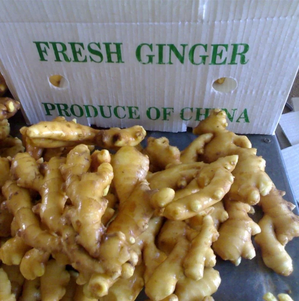 ginger-fresh pvc.jpg