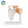 IN-104 life size medical human artificial joint models for shoulder knee hip foot hand with Ligaments