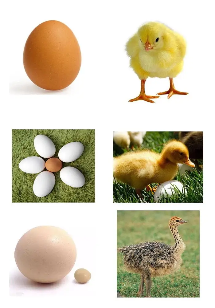 Egg Incubator-1.jpg