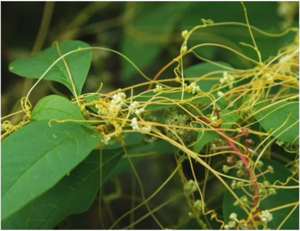 Cómo detener el mareo de kratom