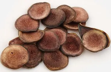 100% natural pilose deer horn extract from factory