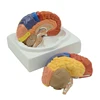 Custom top quality Wholesale ISO Deluxe Anatomical Brain model