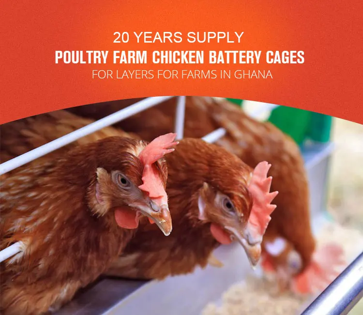 Poultry Farm Animal Cages Chicken Hens Breeding Laying Cage Equipment Egg Layer Automatic For