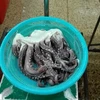cleaned Giant squid leg tentacle from Peru
