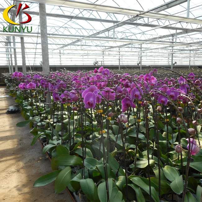 Phalaenopsis Orchid Flower Export Taiwan Nursery Phalaenopsis Orchid Flower Export Taiwan Nursery For