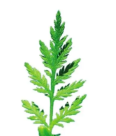 artemisia annua extract artemisinin extract , artemisinin