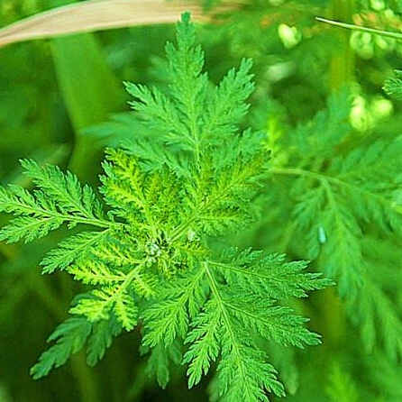 
Best price Sweet wormwood, 100% natural Artemisinin powder 