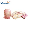 Meidcal teaching Life -size Cross sectional anatomical model of human head and neck (17 pieces)