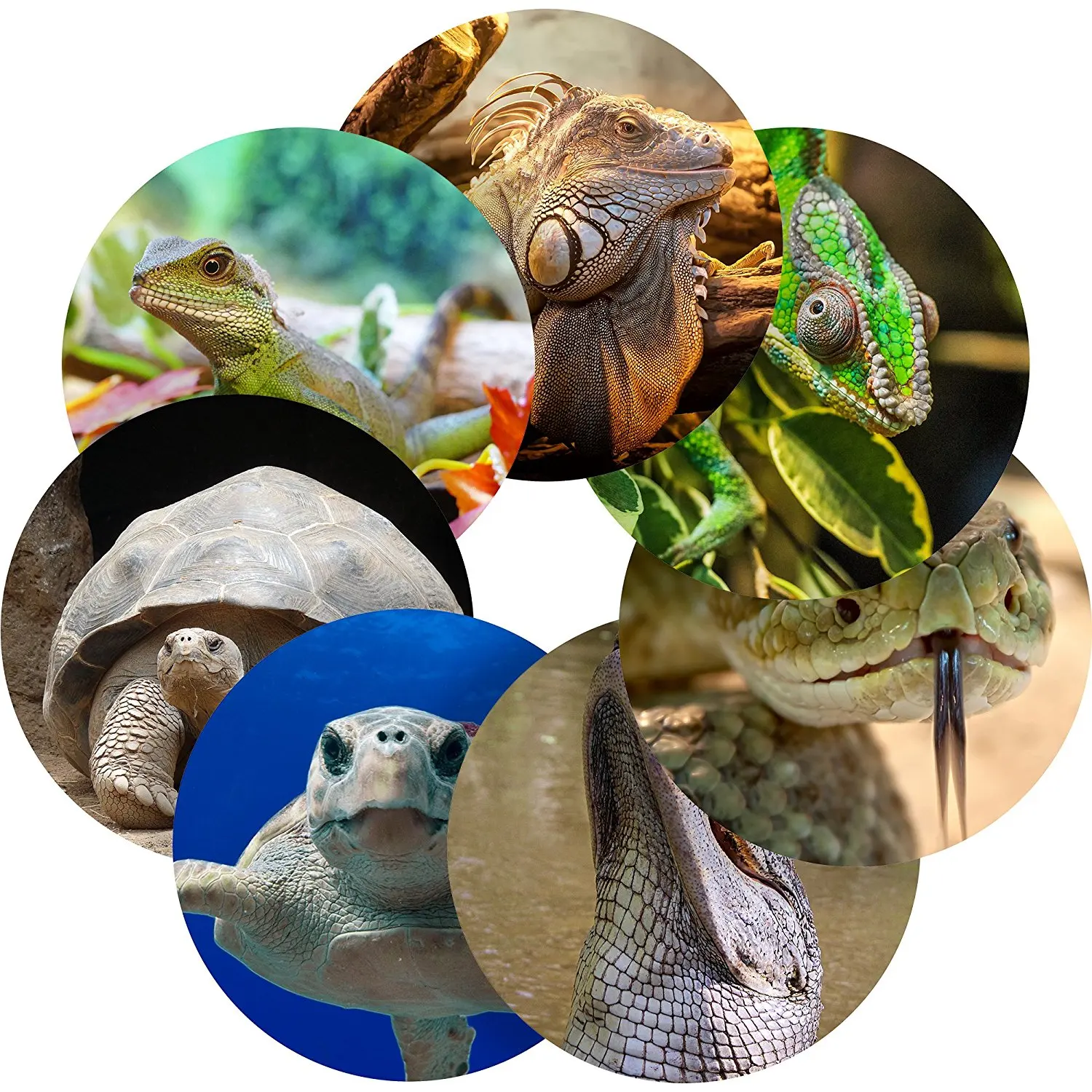 Reptiles Reward Sticker Labels, 35 Stickers @ 1.4" inch, Glossy Photo Quality, Ideal for Children Parents Teachers Schools Doctors Nurses Opticians