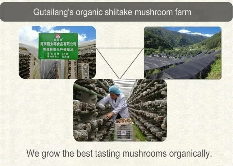 shiitake mushroom planting base