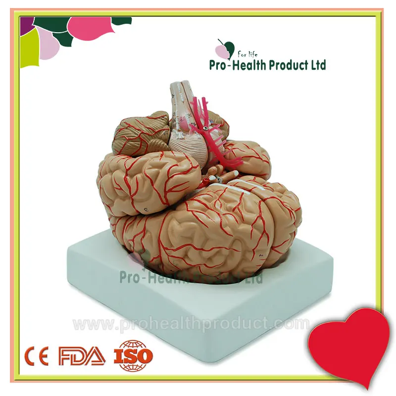 Human Brain 3d Brain Anatomy Model For Medical Teaching - Buy Human ...