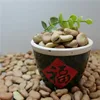 2019 broad bean for can/tin no insects beans
