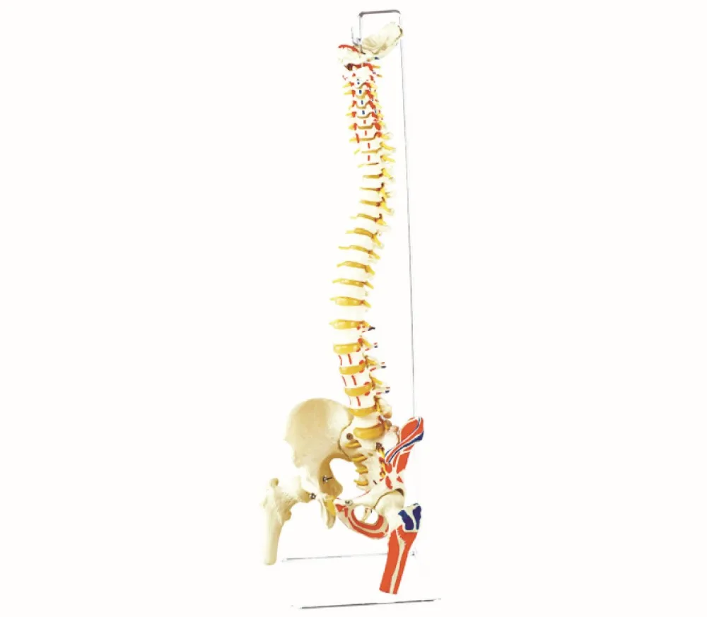 塗装筋肉質人間後頭部脊椎3dプラスチックモデルで骨盤と大腿骨ヘッド Buy 後頭部脊椎3dモデル プラスチック人間モデル 塗装筋肉質 Product On Alibaba Com