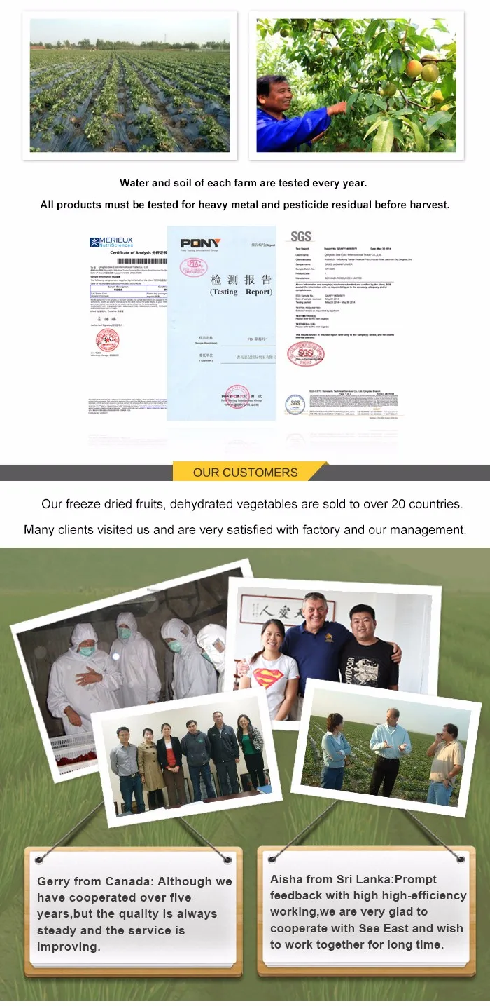 OEM Welcome Hot Sale Freeze Dried Kiwi FD Kiwi