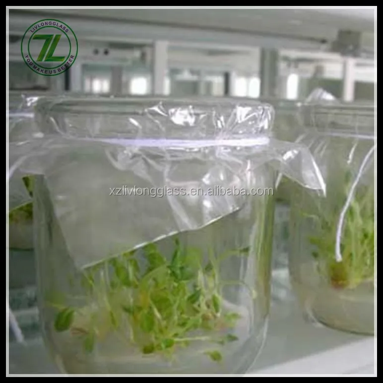 Wholesale Clear Tissue Culture Plant Glass Bottle With Plastic Cap
