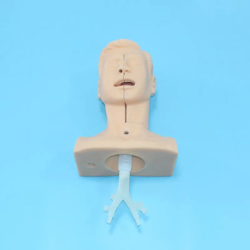 Bix-h85 Human Organs Simulation Suction Medical Mannequin For Nursing ...