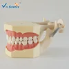 Teeth dental demonstration models/denture teaching model