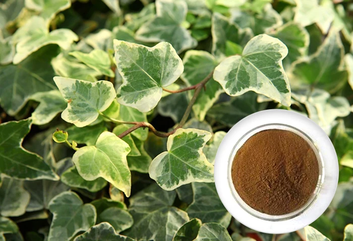 Leaf stem extract. Hedera Helix Teardrop.