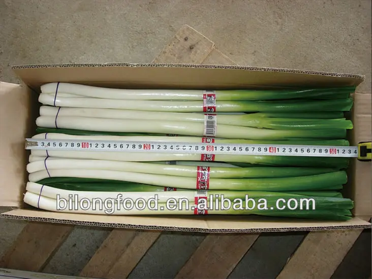 long onion.jpg